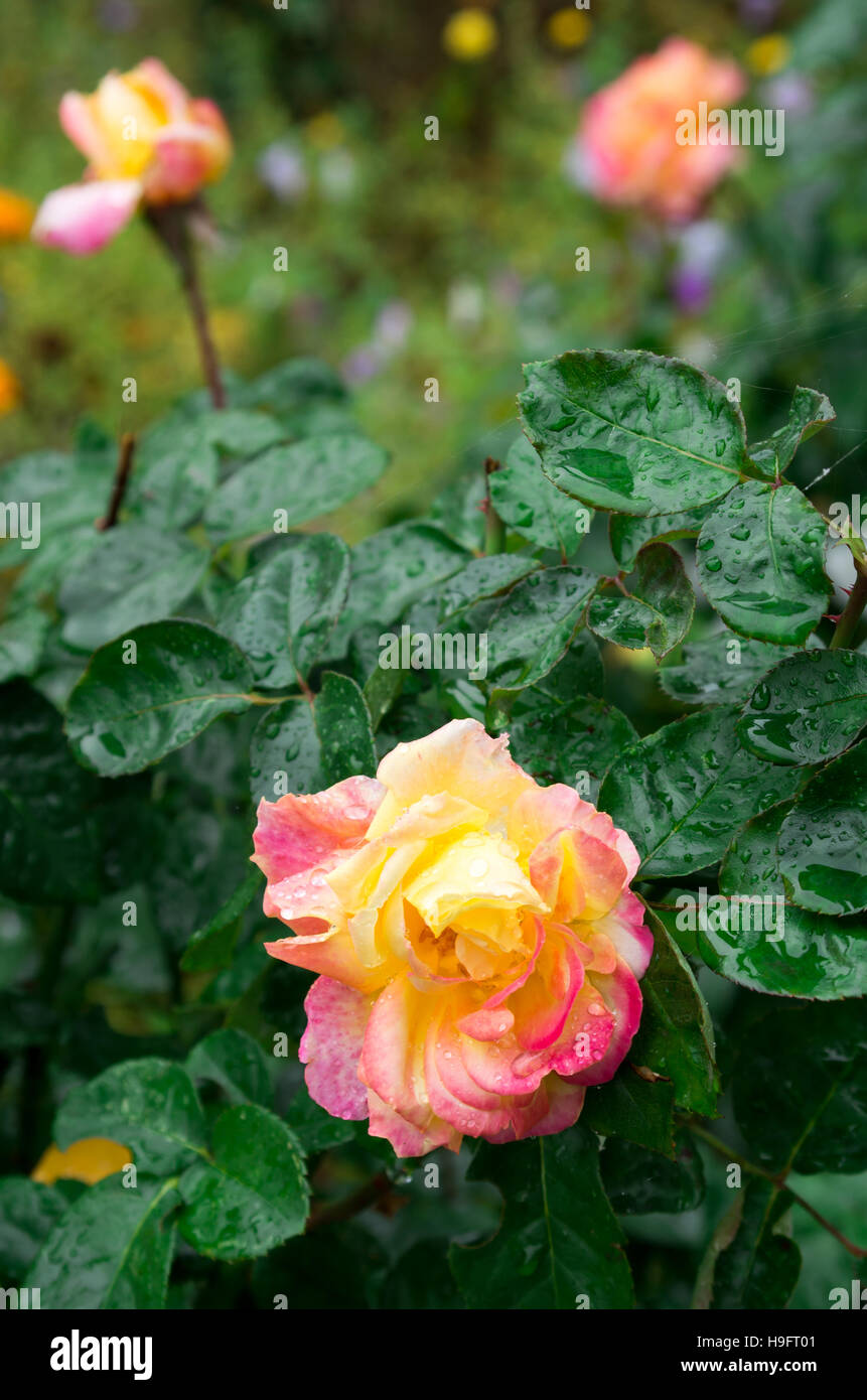Fades autumn rose with drops of water after a rain close-up with blur ...