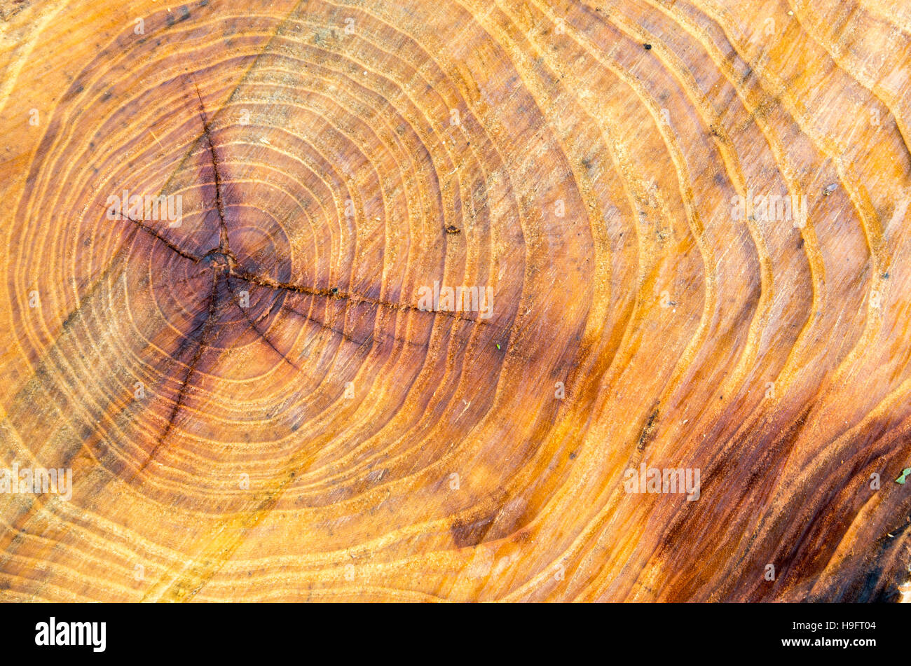 Old and wet cut down a tree with annual rings close-up Stock Photo