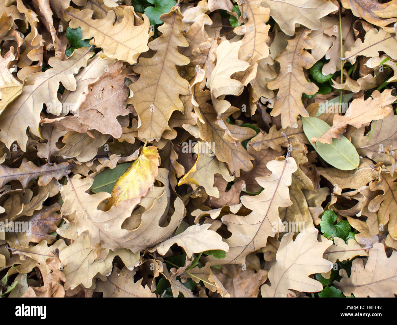 Fallen oak leaves hi-res stock photography and images - Alamy