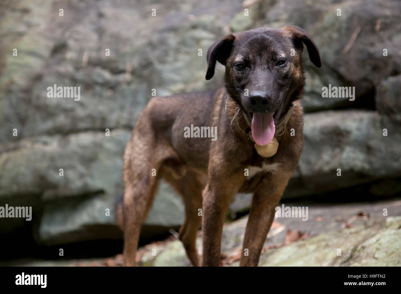 A closup picture of a breed of hunting dog in southwest China. Stock Photo