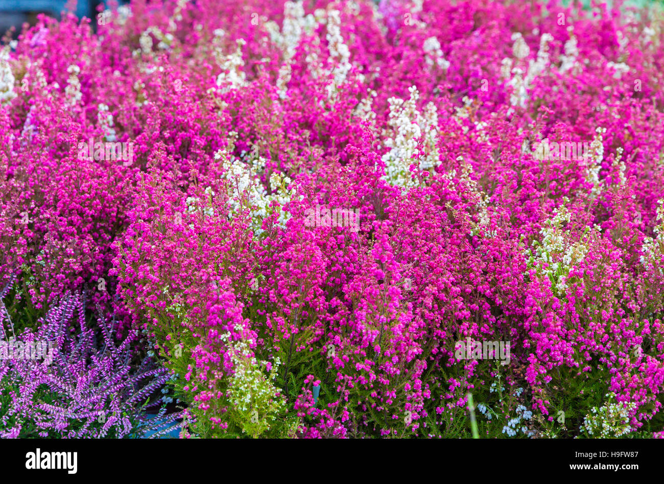 Pink, purple and white Calluna Vulgaris flowers in the garden Stock Photo