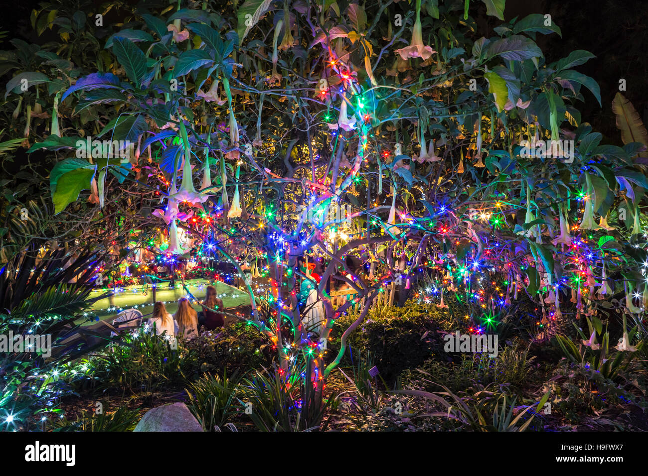 San Diego Botanic Gardens Xmas Lights California Stock Photo Alamy