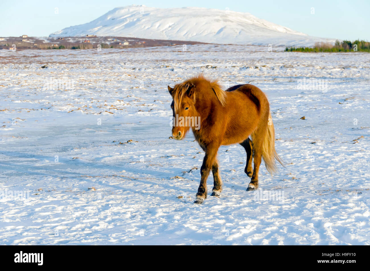 Icelandic Horse in Snowy Pasture Stock Photo