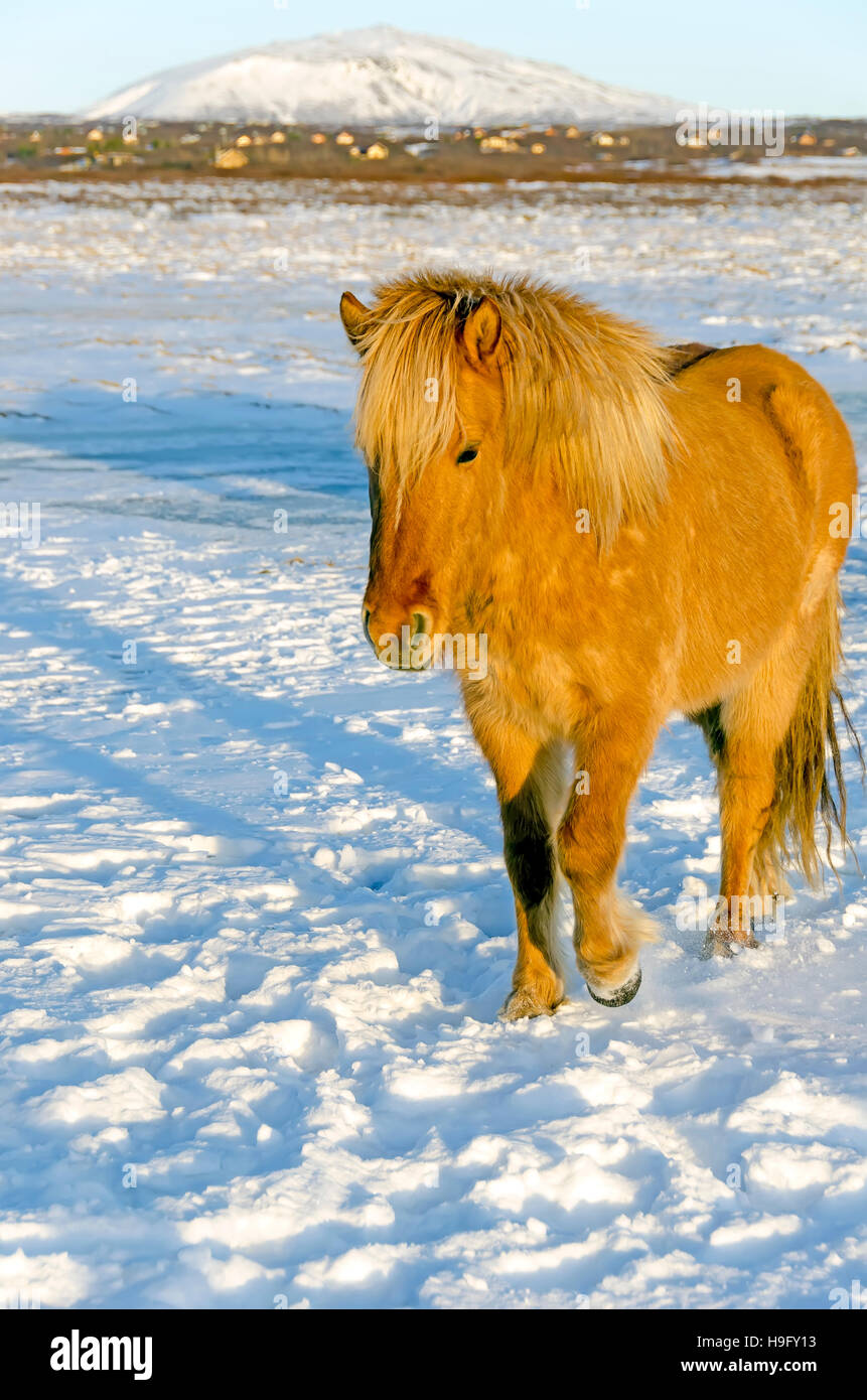 Icelandic horse in snowy pasture Stock Photo