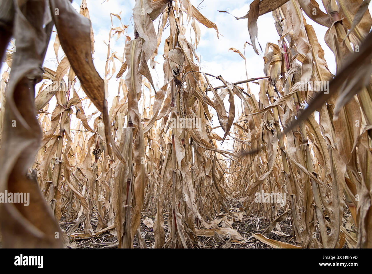 Corn Field autumn. Agricultural field with corn autumn Stock Photo - Alamy