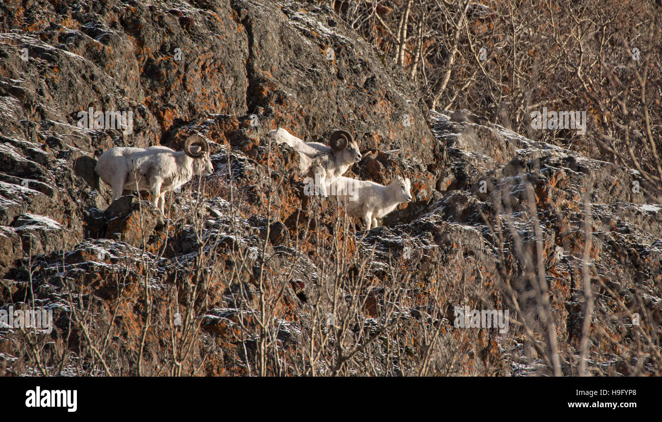 Dall sheep rams and ewe during the rut season Stock Photo