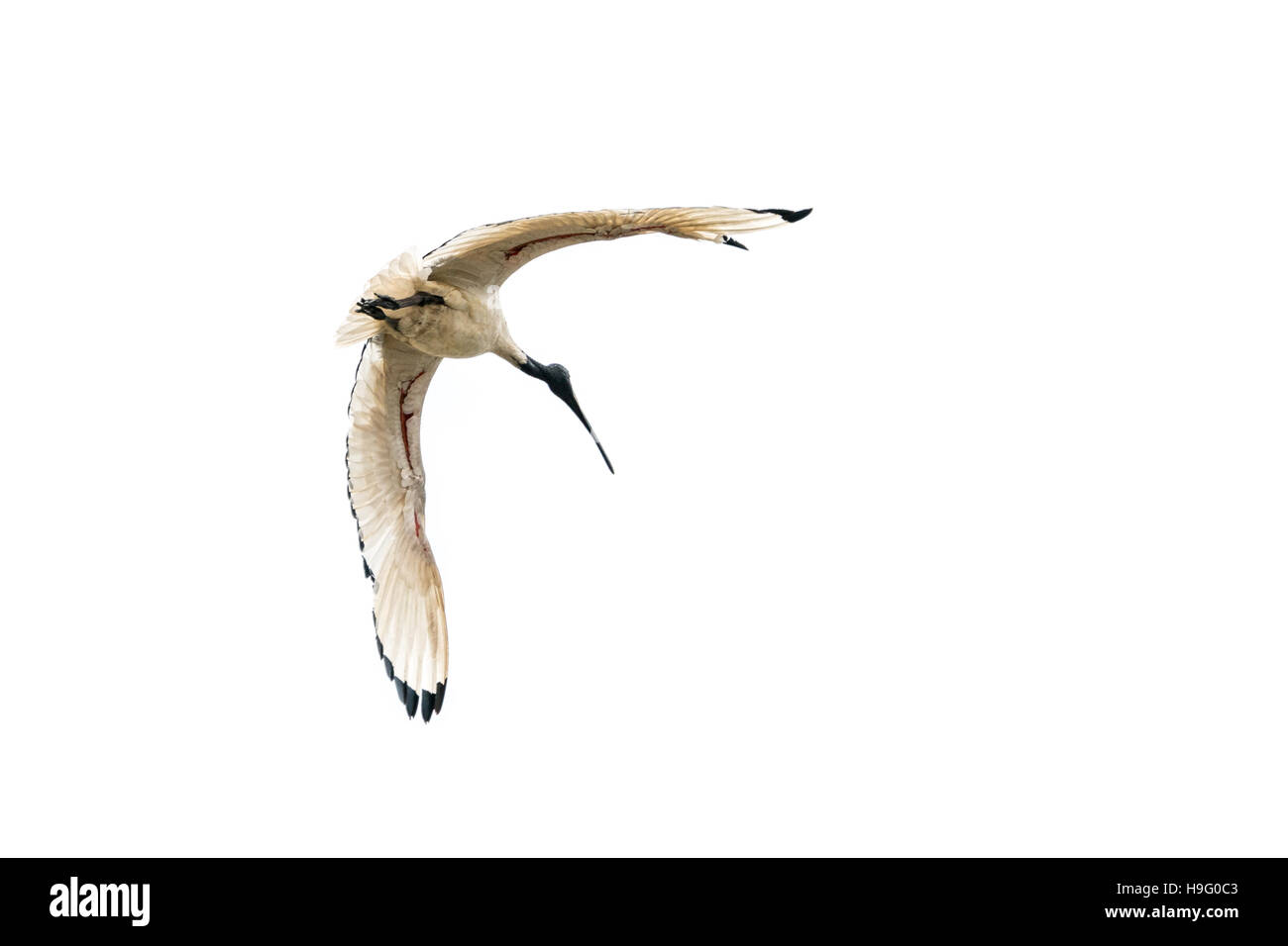 A white Ibis flying in the air with its wings spread Stock Photo