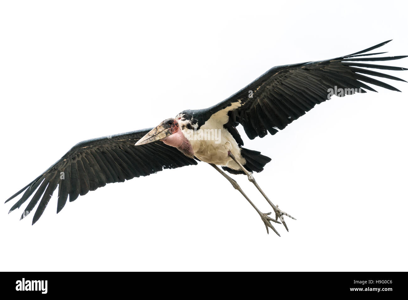 A Marabou Stork scavenger bird in mid flight over Hawassa Lake Stock Photo