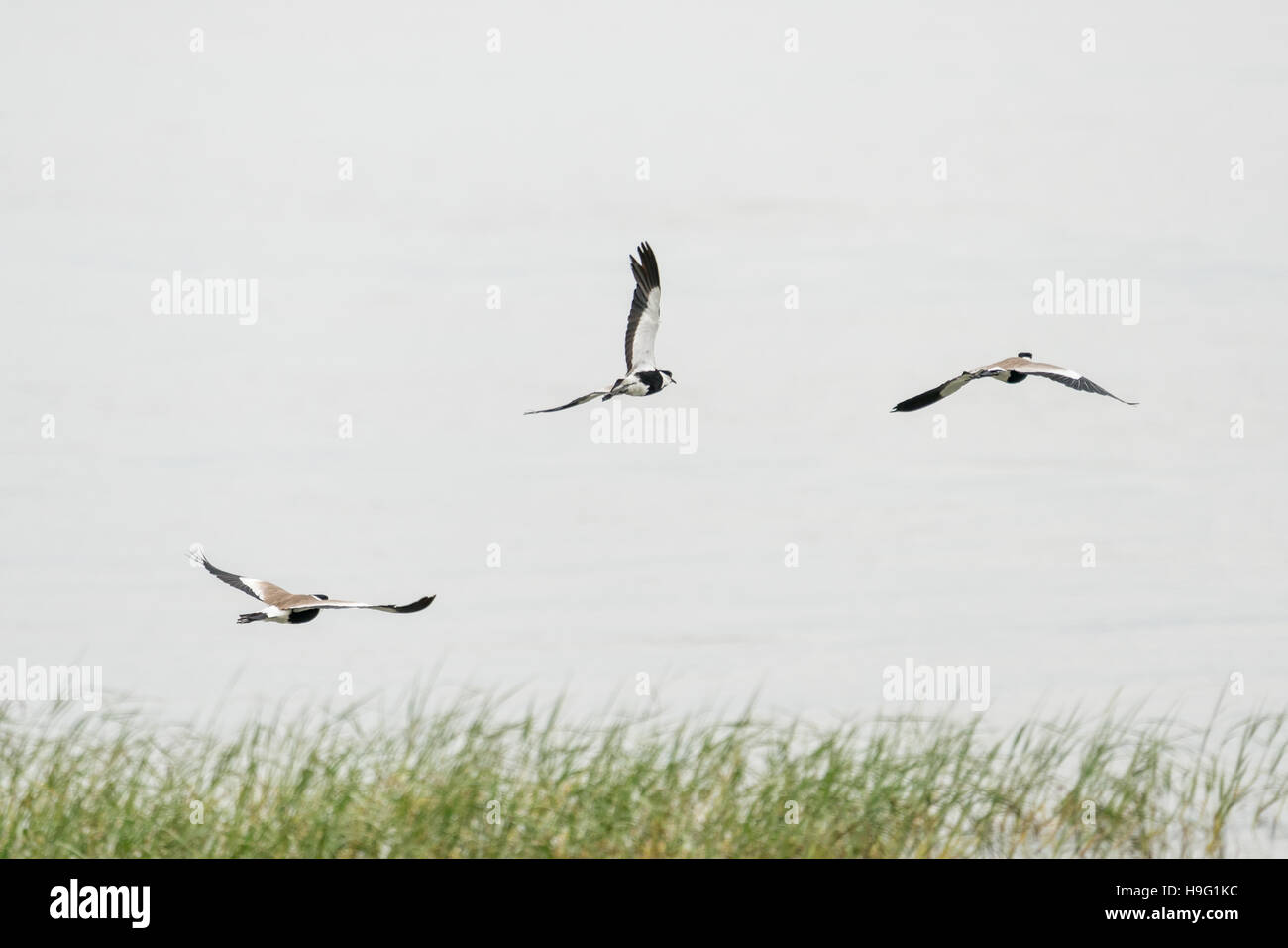 Spur-winged Lapwings in mid flight over Hawassa Lake Stock Photo