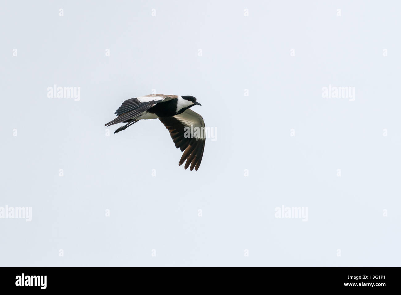 Spur-winged Lapwing in mid flight over Hawassa Lake Stock Photo