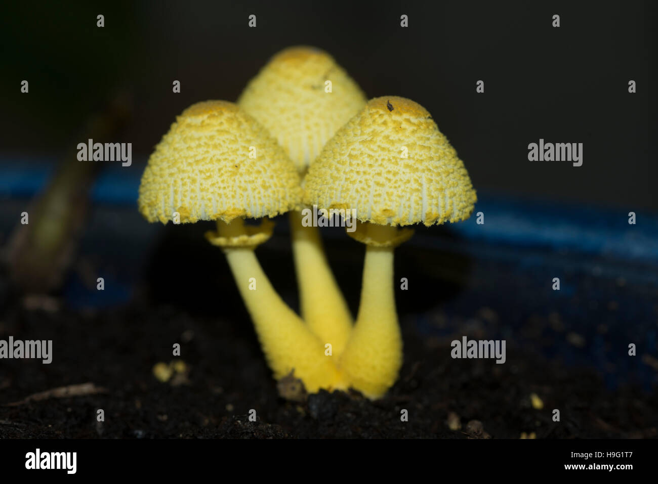 Yellow parasol, flowerpot parasol, yellow houseplant mushroom  (Leucocoprinus birnbaumii or Lepiota lutea). UK Stock Photo - Alamy