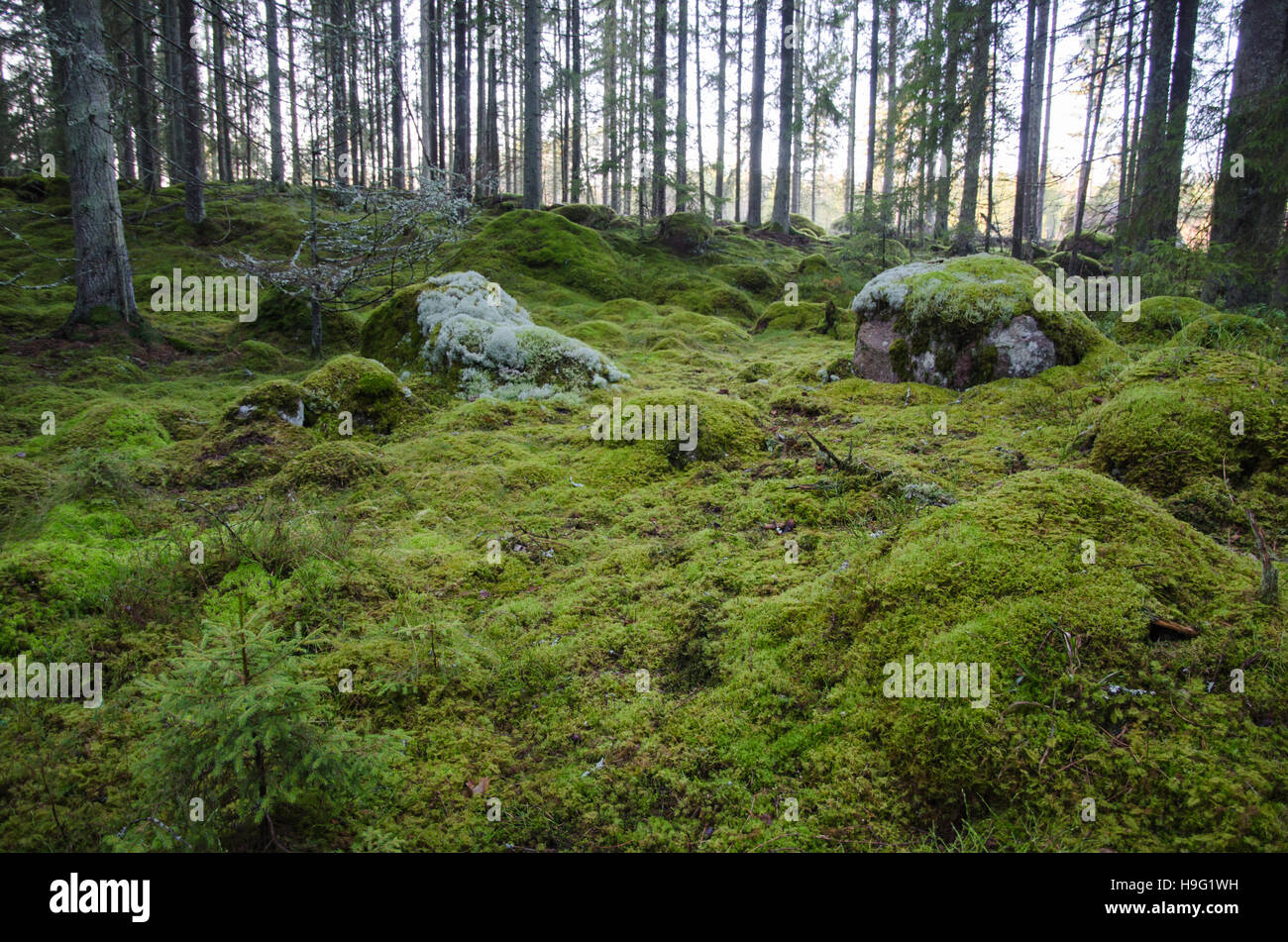 Untouched and mossy green ground in an old virgin forest Stock Photo