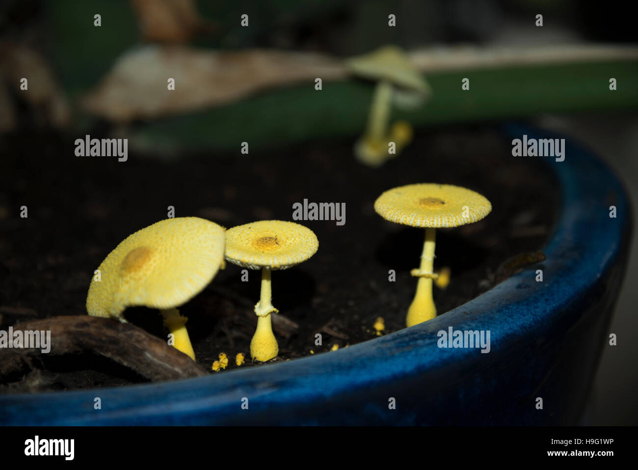Yellow parasol, flowerpot parasol, yellow houseplant mushroom (Leucocoprinus birnbaumii  or Lepiota lutea).  UK. Stock Photo