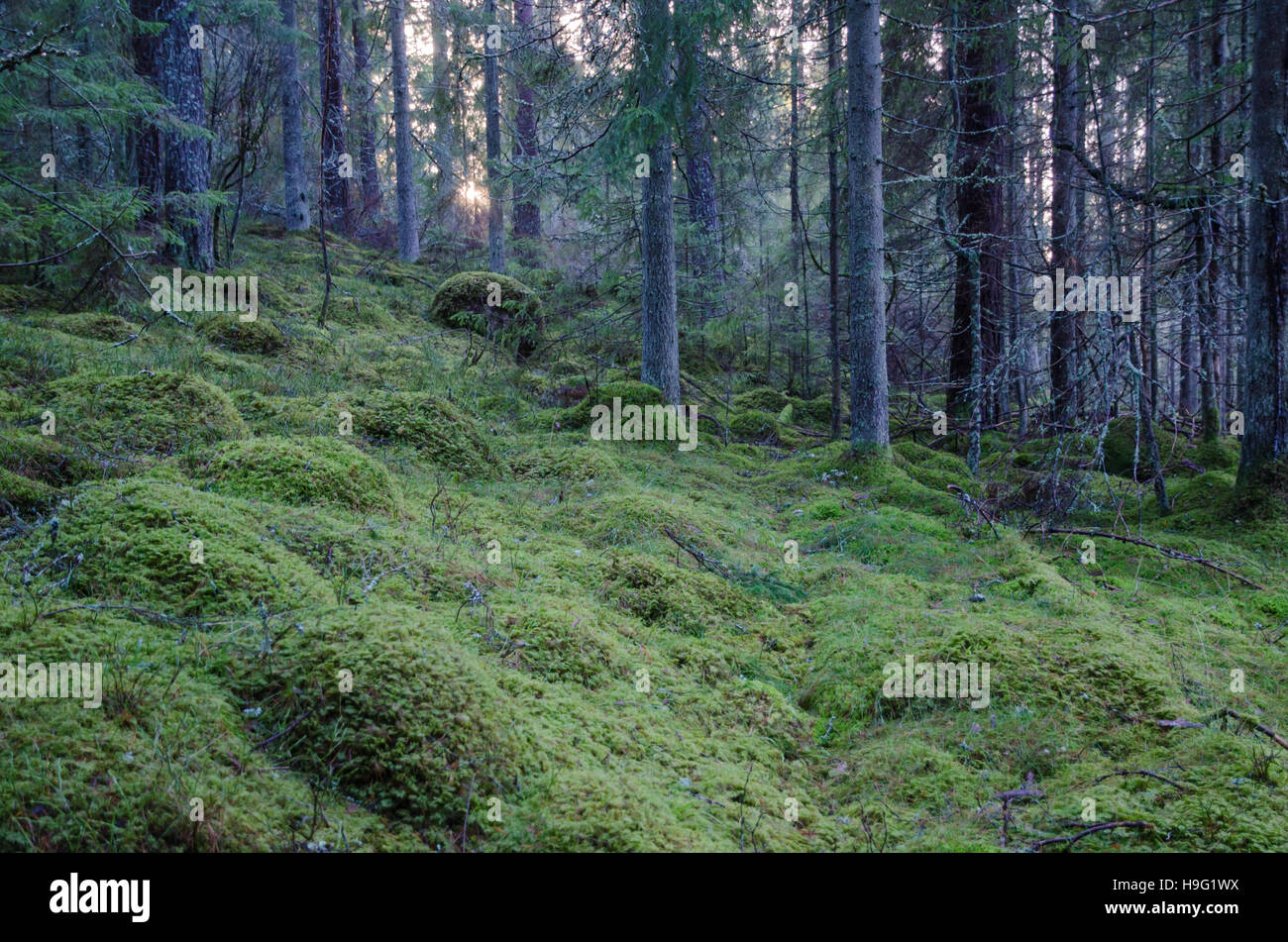 Old untouched coniferous forest with green mossy ground Stock Photo