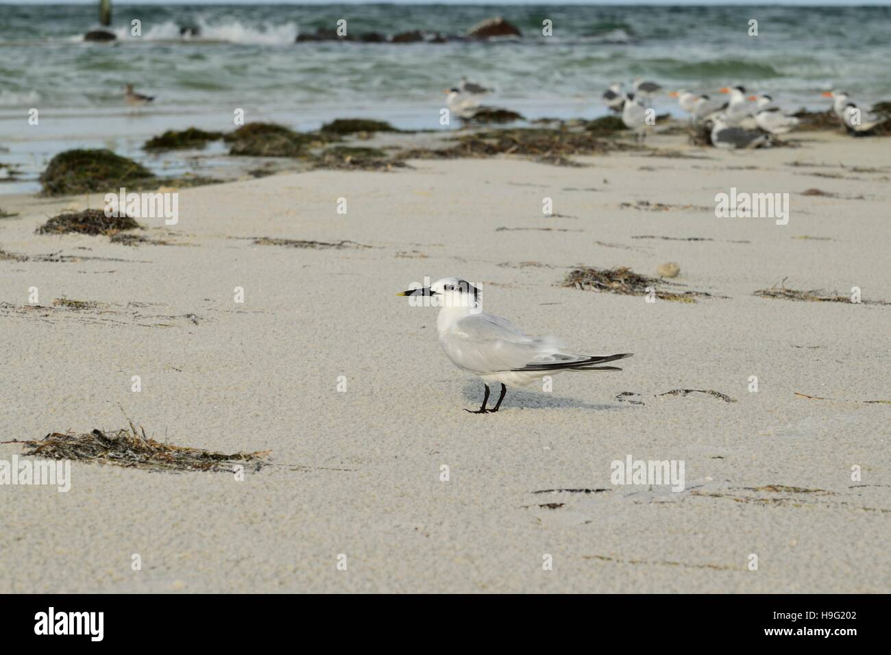 Royal Caspian Tern Sea bird on the beach in Florida Stock Photo
