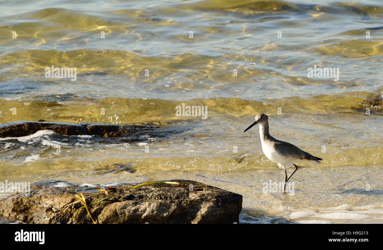 Florida shore bird hunting on the Gulf of Mexico. Stock Photo