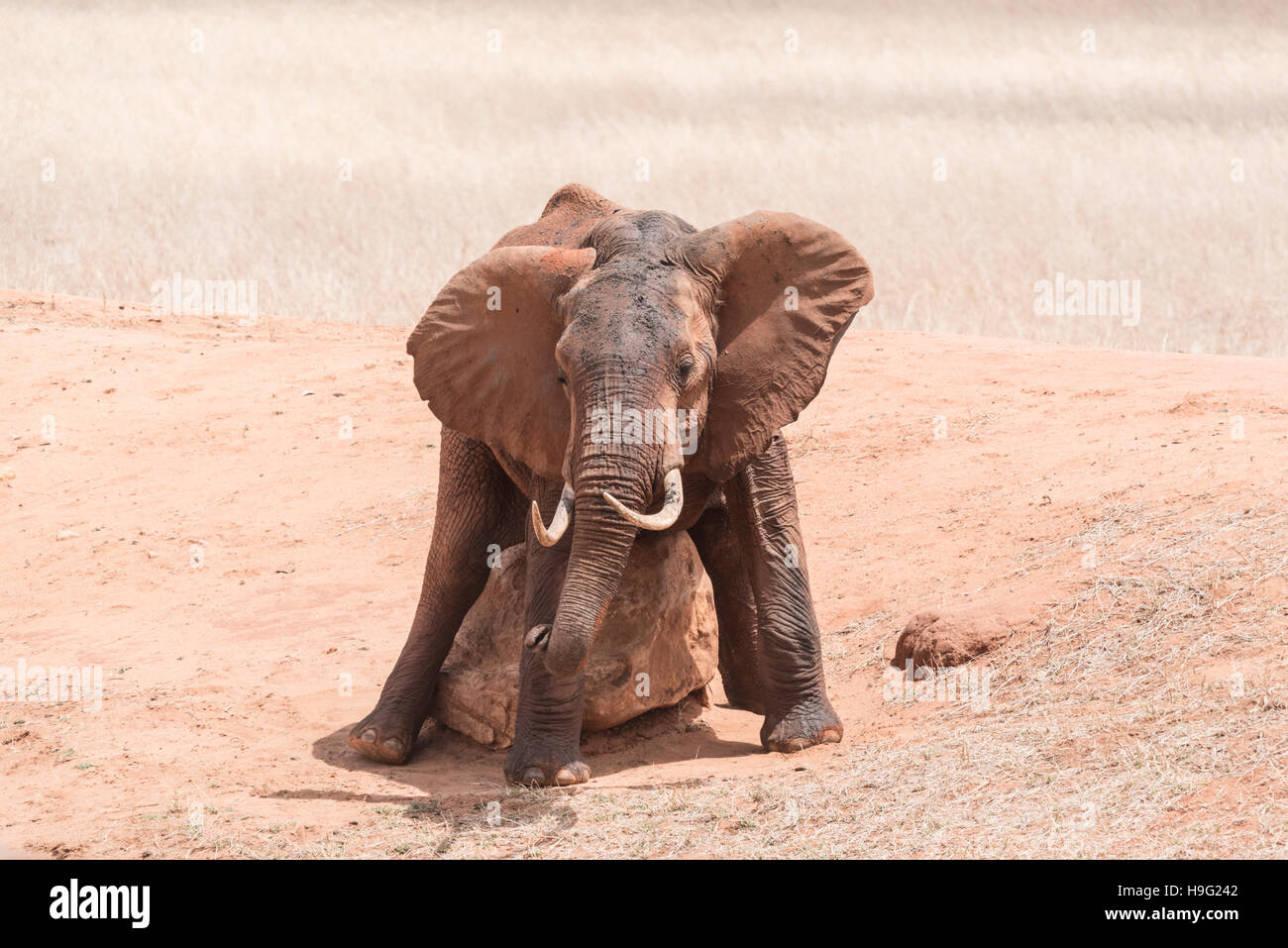 A 'red' elephant scratching on a rock Stock Photo