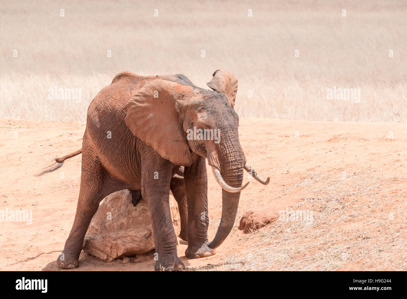 A 'red' elephant scratching on a rock Stock Photo