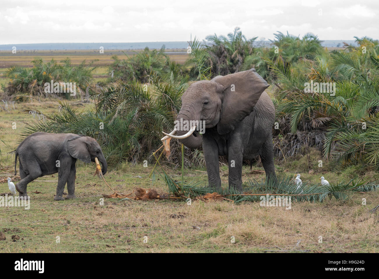 A mother and calf elephants feeding Stock Photo Alamy