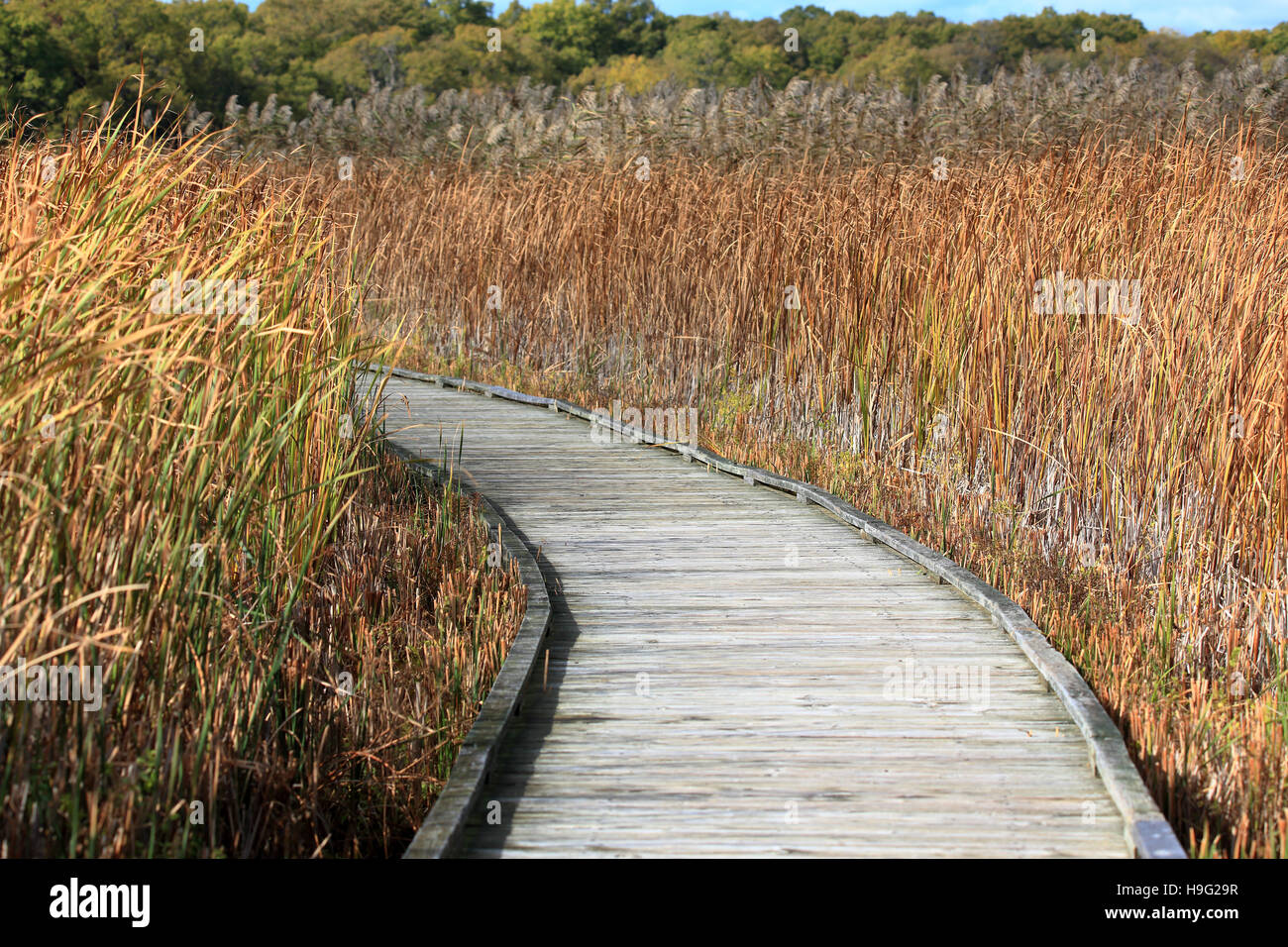 Tall marsh plant hi res stock photography and images Alamy Tall marsh plant hi res stock photography and images Alamy