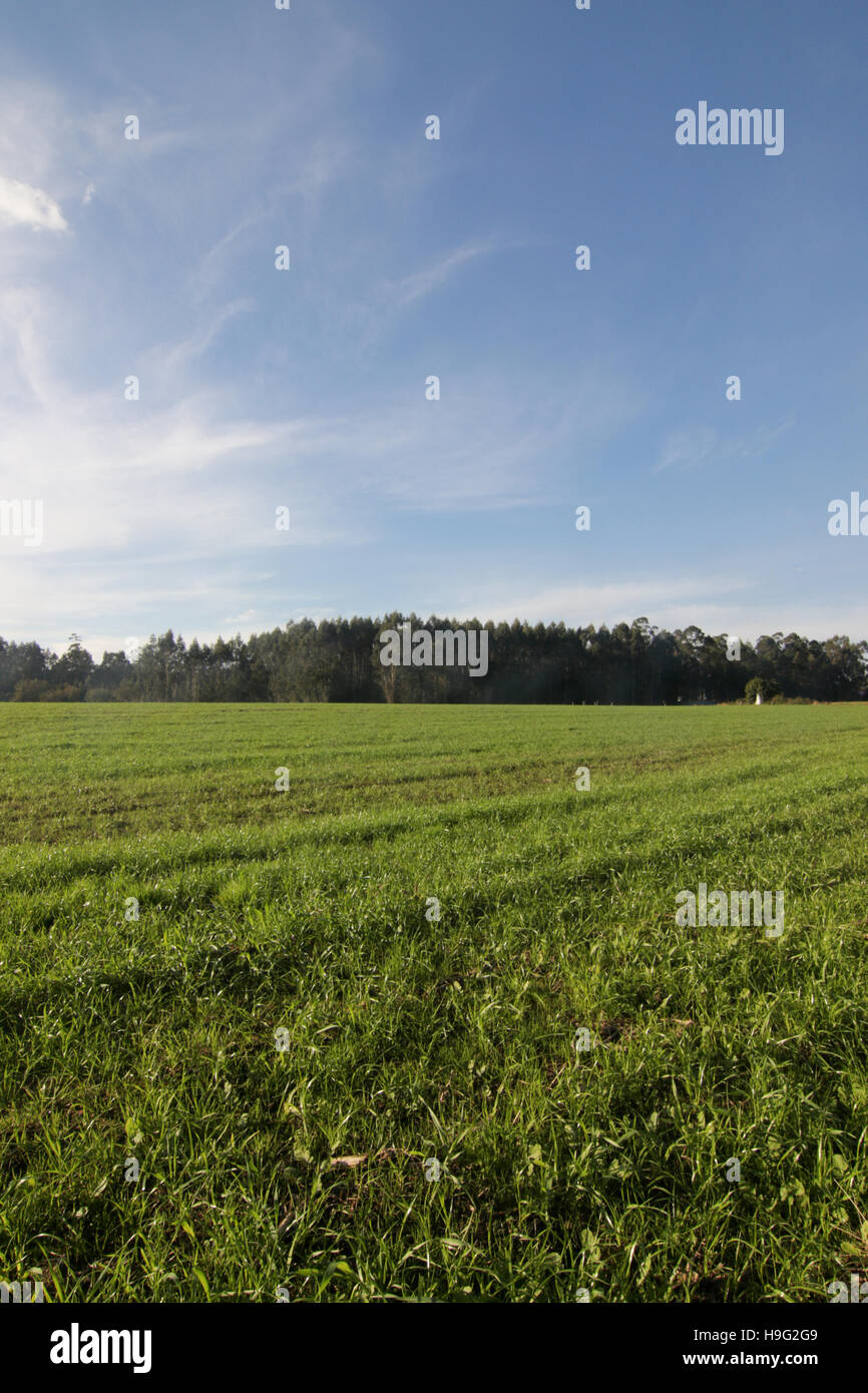 Green meadow with trees and blue sky Stock Photo - Alamy
