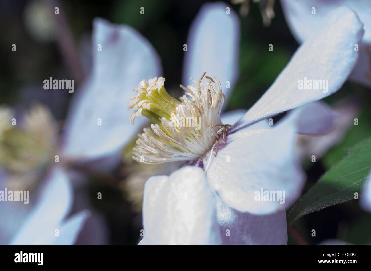 macro shot of clematis montana flower showing stamen Stock Photo