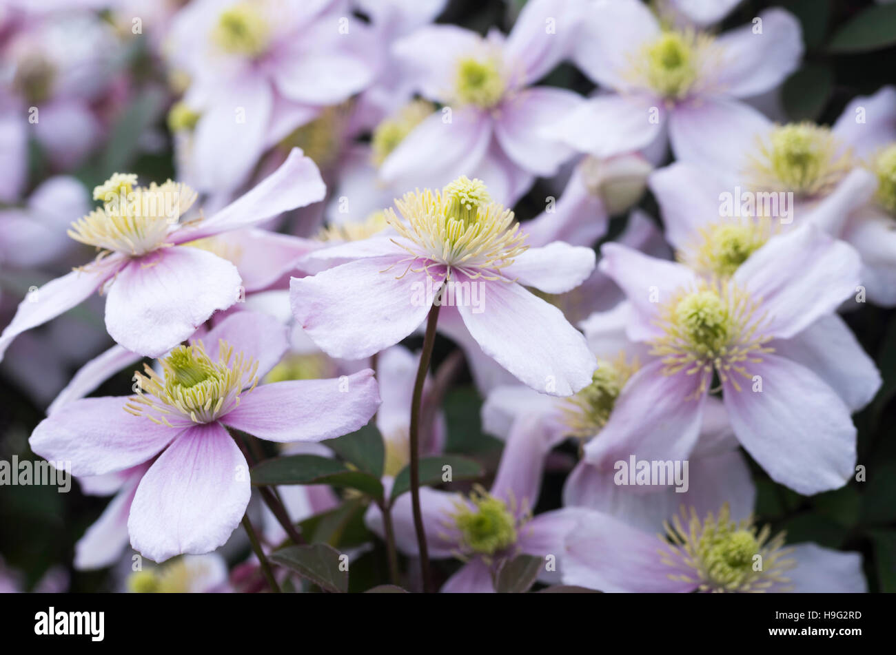 Close up of pink Clematis Montana flowers Stock Photo