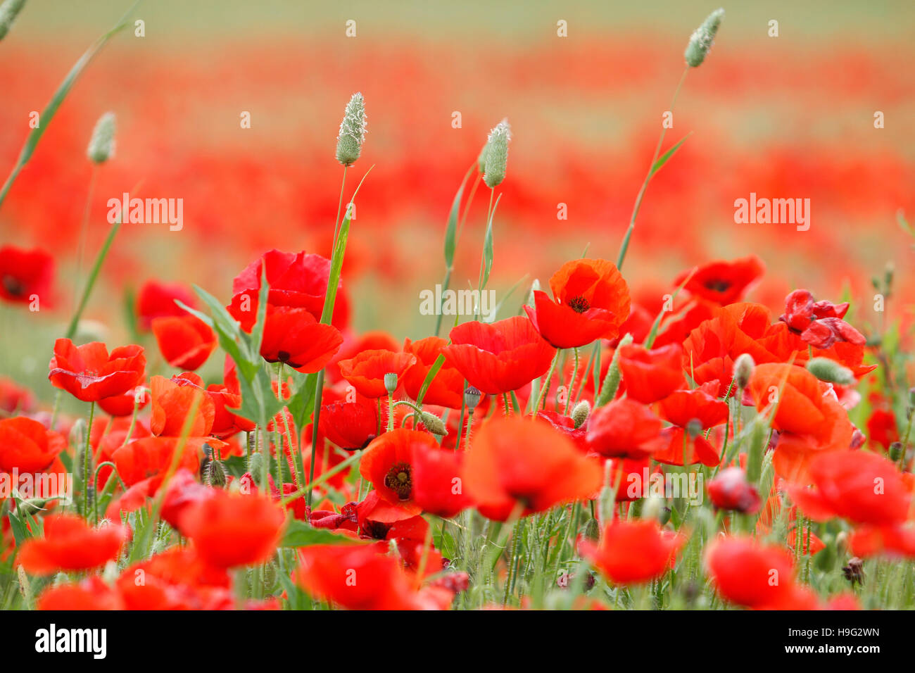 Field of poppies Stock Photo - Alamy