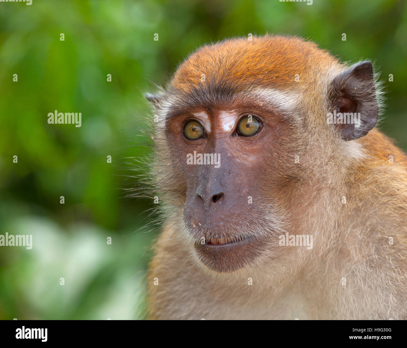 Portrait of a Crab-eating macaque Macaca fascicularis Thailand Stock ...