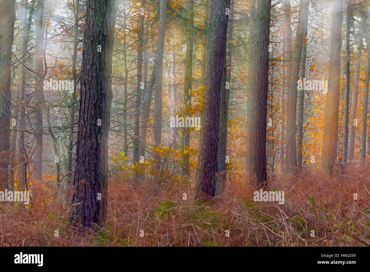 Larch Larix decidua abstract view of woodland Stock Photo