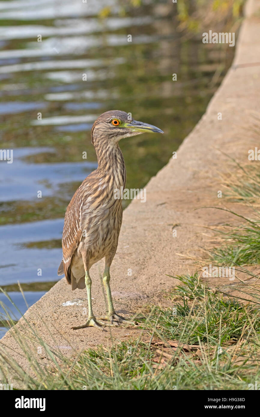 Bird night heron at Los Angeles lake Stock Photo Alamy