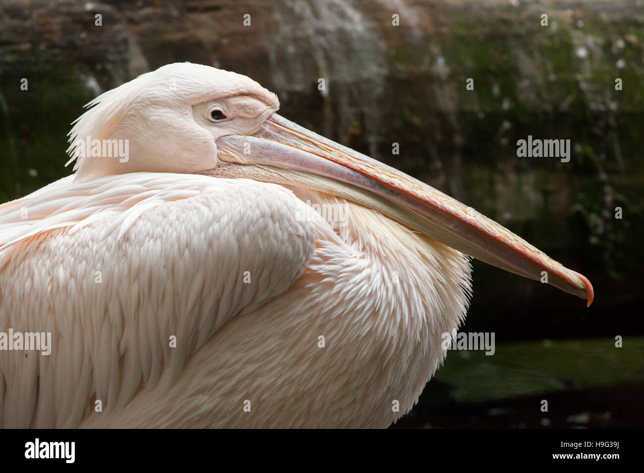 Great white pelican (Pelecanus onocrotalus), also known as the rosy pelican. Stock Photo