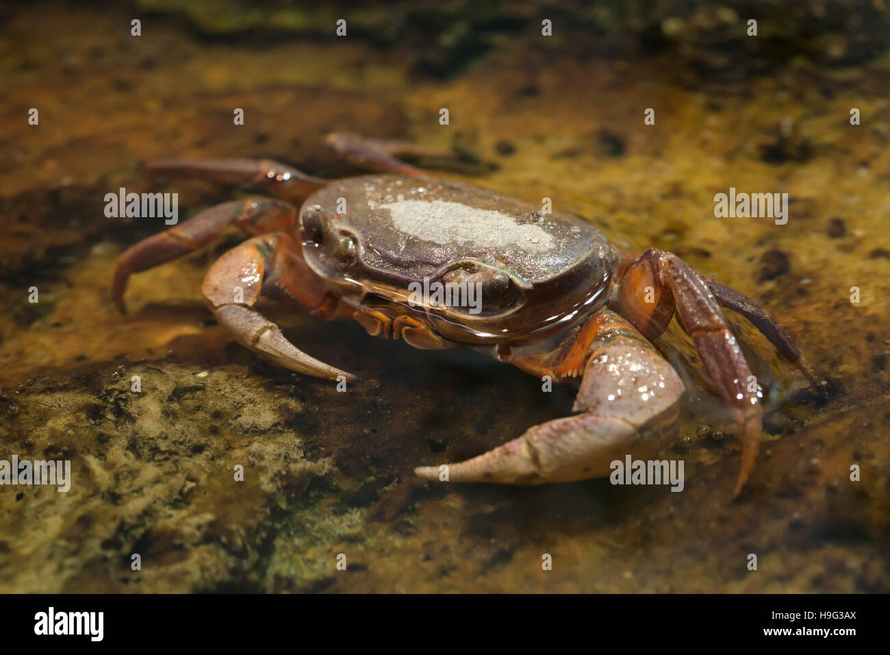 Blackback land crab (Gecarcinus lateralis), also known as the Bermuda