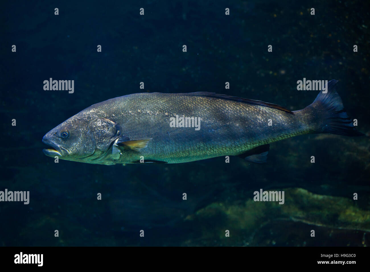 Meagre (Argyrosomus regius), also known the Atlantic shadefish. Stock Photo