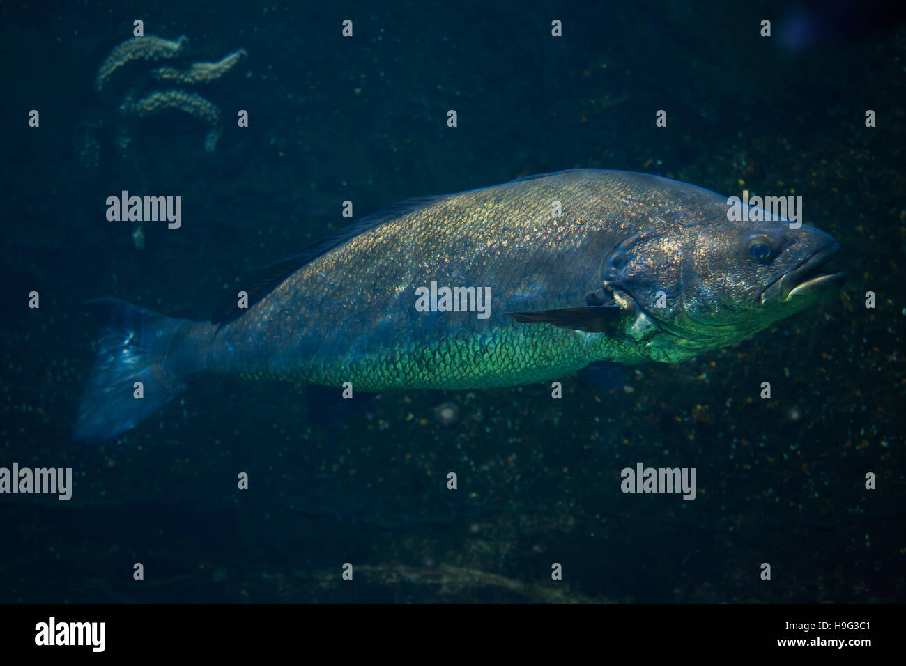 Meagre (Argyrosomus regius), also known the Atlantic shadefish. Stock Photo
