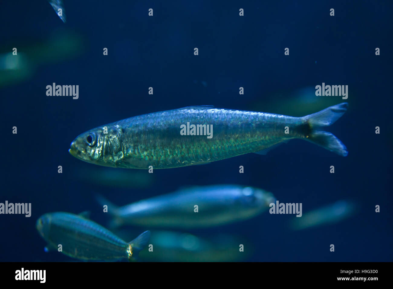 European pilchard (Sardina pilchardus). Marine fish. Stock Photo