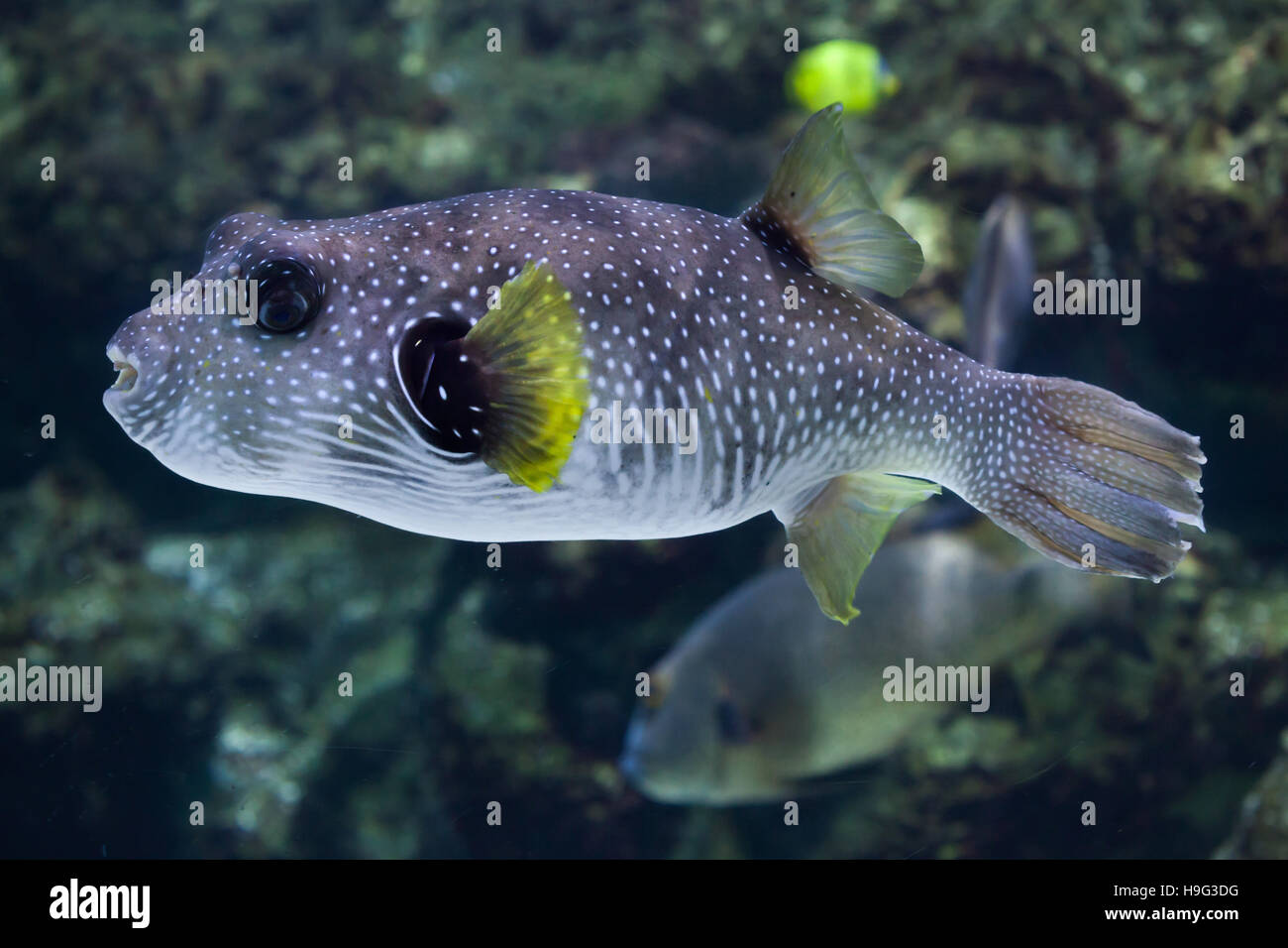 White-spotted puffer (Arothron hispidus). Marine fish Stock Photo - Alamy