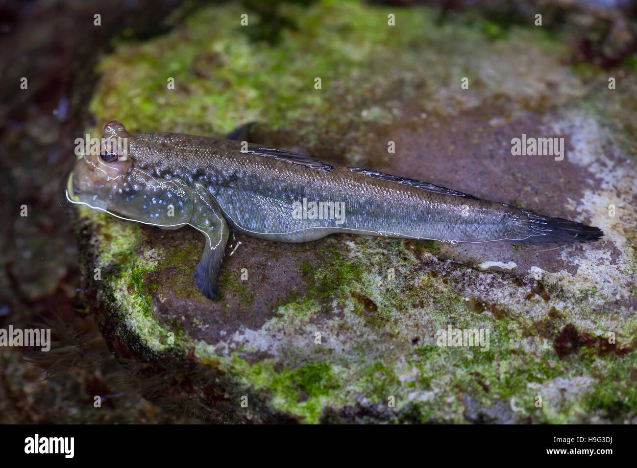 Atlantic mudskipper (Periophthalmus barbarus). Marine fish. Stock Photo