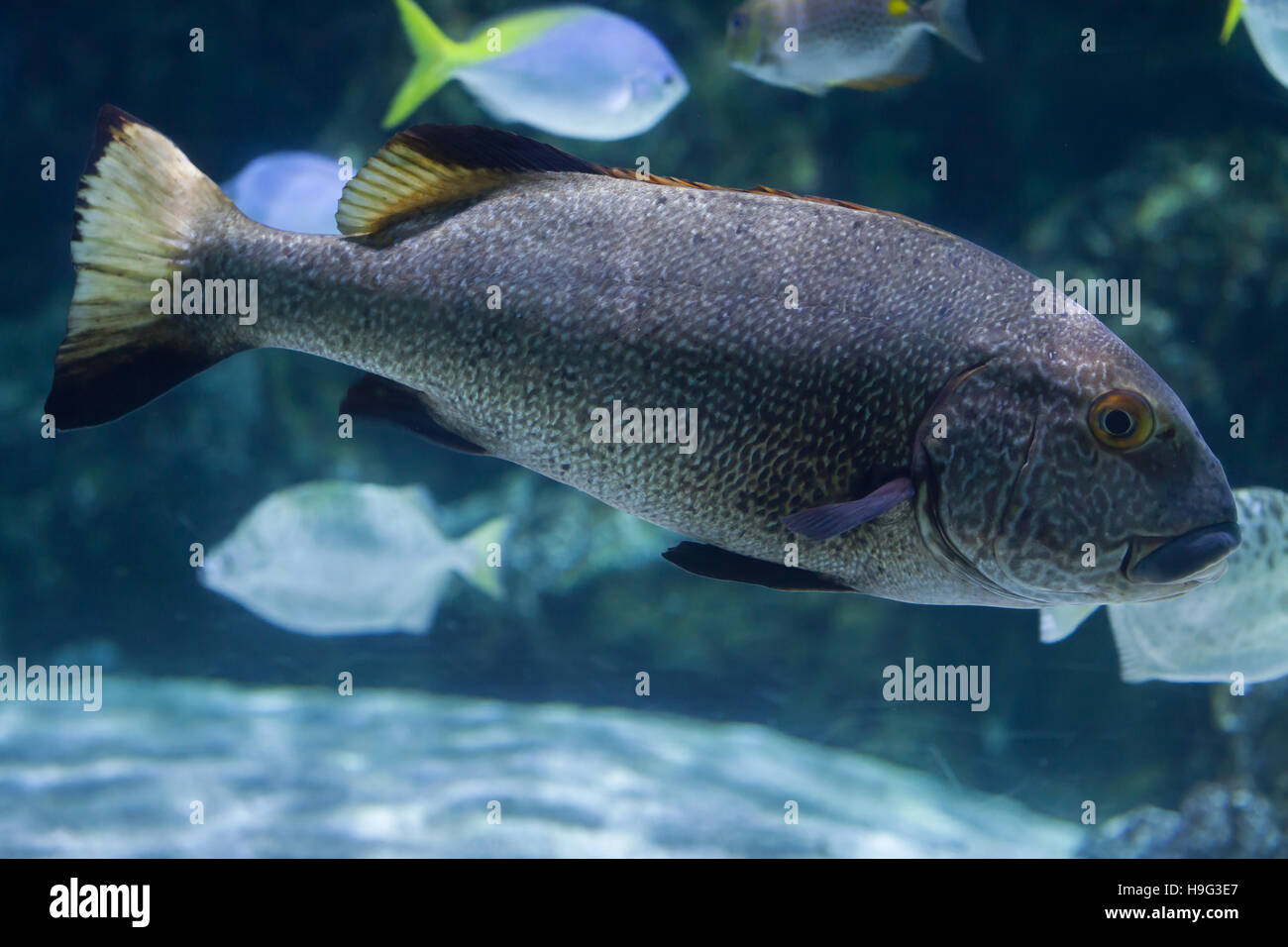 Brown sweetlips (Plectorhinchus gibbosus), also known as the silver grunt. Stock Photo