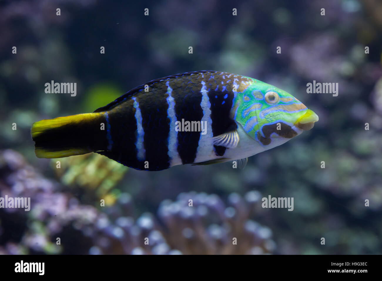 Barred thicklip wrasse (Hemigymnus fasciatus). Marine fish. Stock Photo
