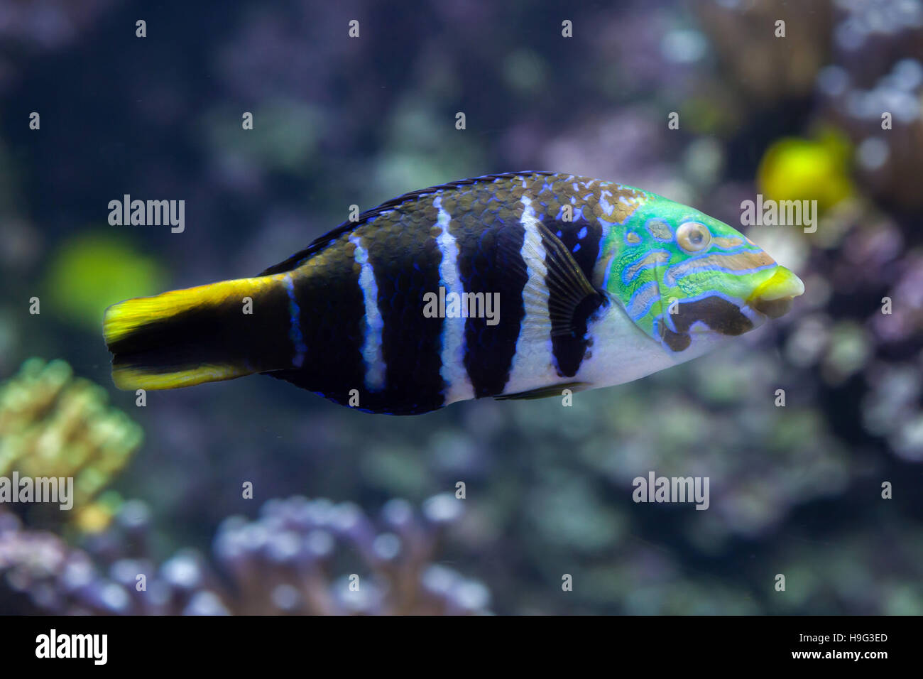 Barred thicklip wrasse (Hemigymnus fasciatus). Marine fish. Stock Photo