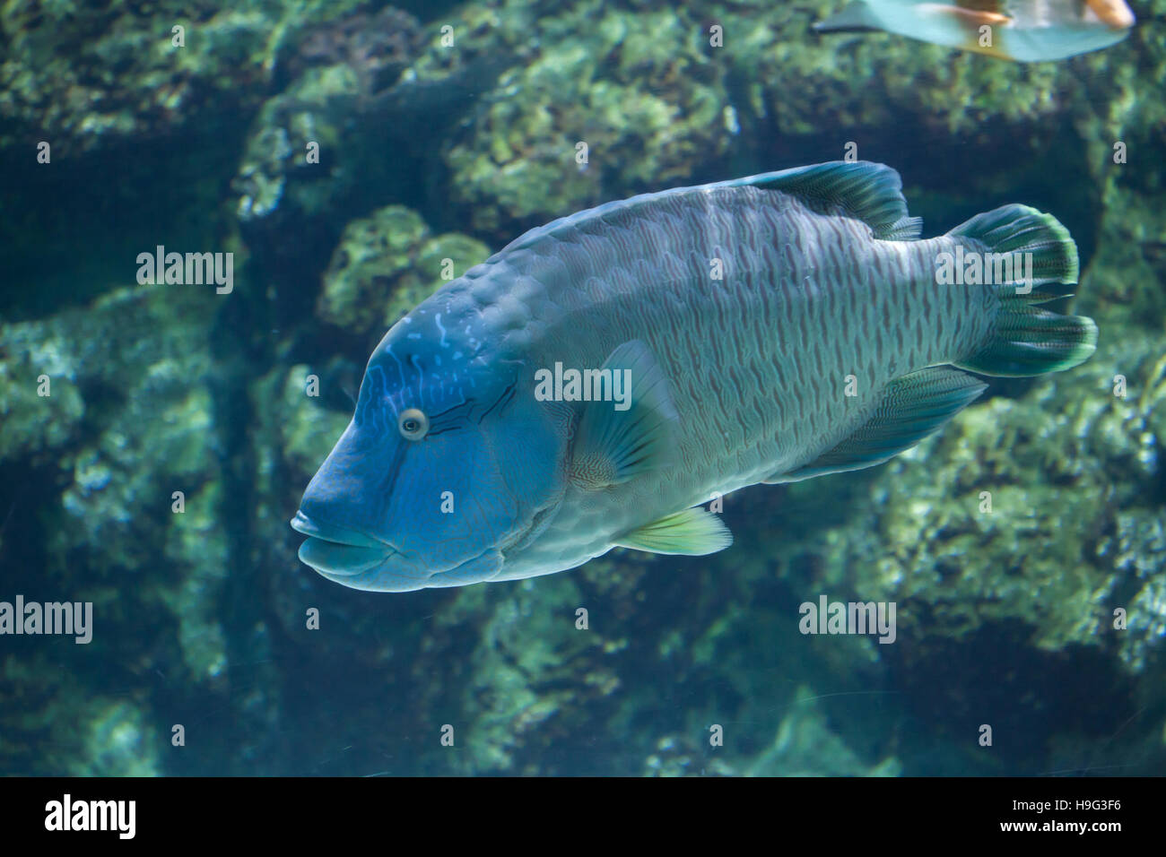 Humphead wrasse (Cheilinus undulatus), also known as the Napoleon fish. Stock Photo