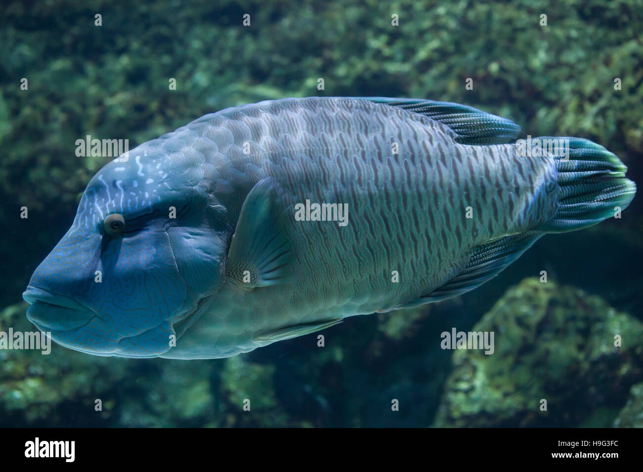 Humphead wrasse (Cheilinus undulatus), also known as the Napoleon fish. Stock Photo