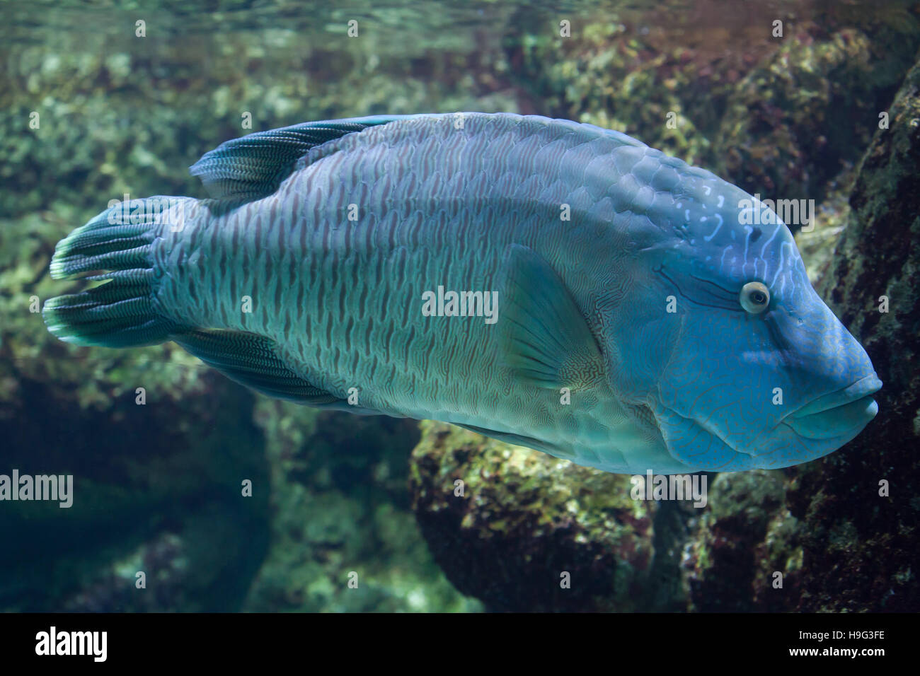 Humphead wrasse (Cheilinus undulatus), also known as the Napoleon fish. Stock Photo