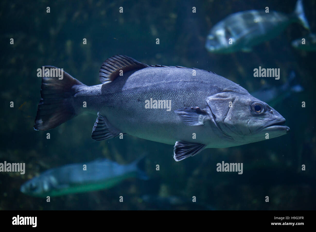 Atlantic wreckfish (Polyprion americanus), also known as the stone bass. Stock Photo
