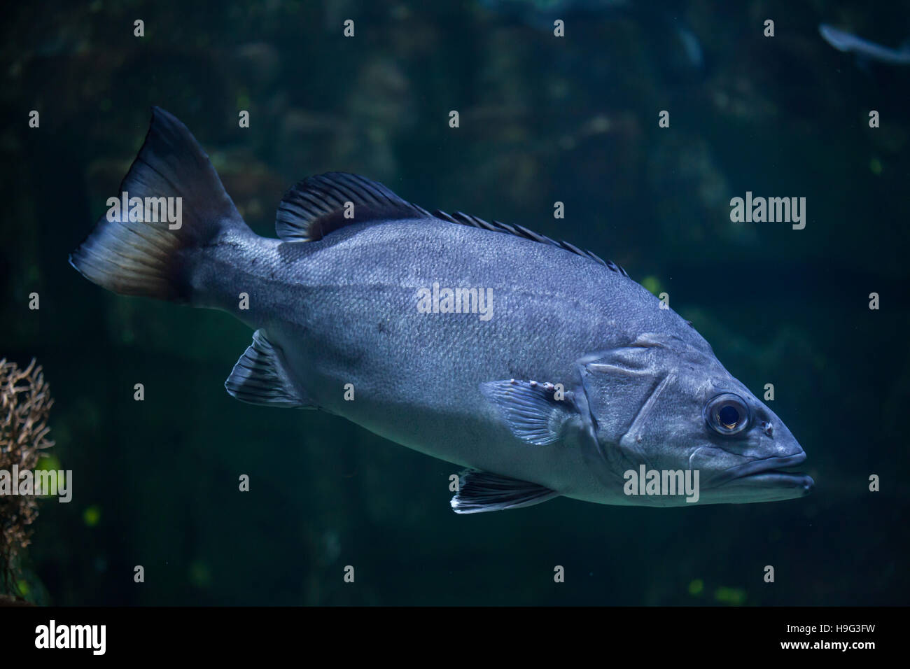 Atlantic wreckfish (Polyprion americanus), also known as the stone bass. Stock Photo