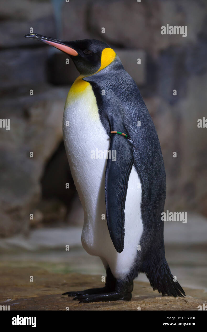King penguin (Aptenodytes patagonicus). Wildlife animal. Stock Photo