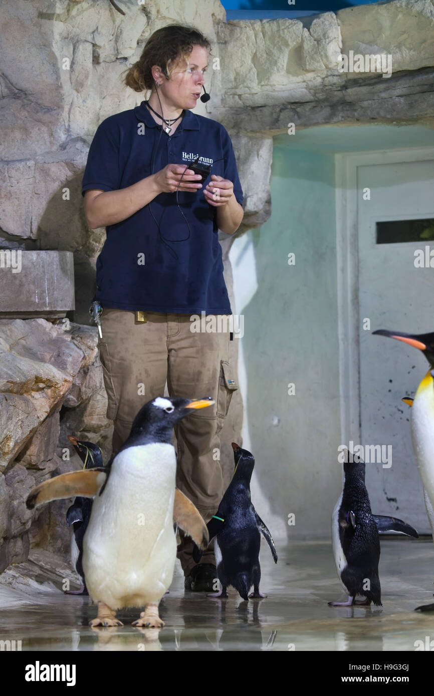 Zookeeper performs the public feeding of penguins at Hellabrunn Zoo in Munich, Bavaria, Germany. Stock Photo