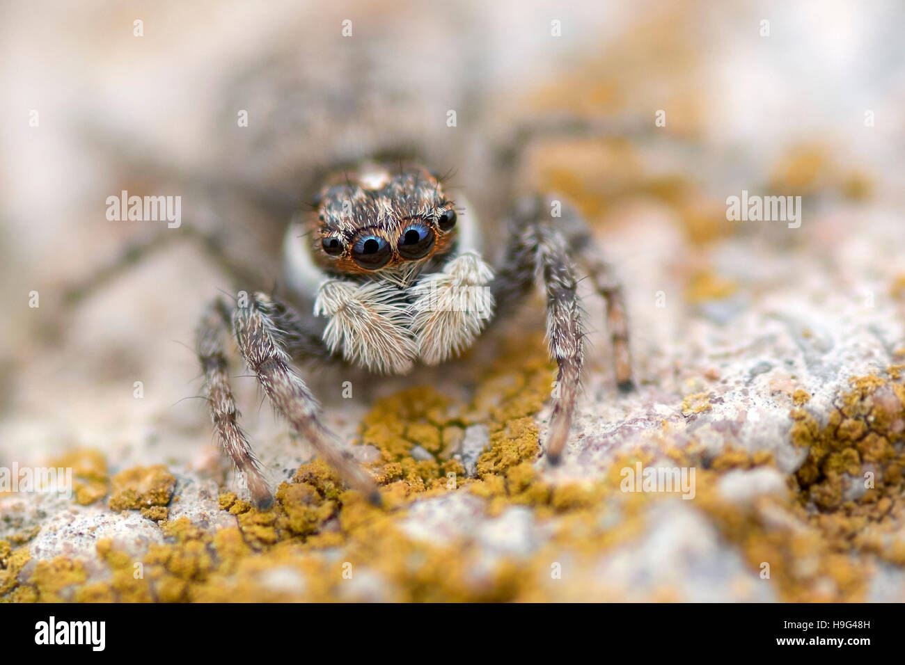 Female jumping spider. Menemerus semilimbatus. Stock Photo