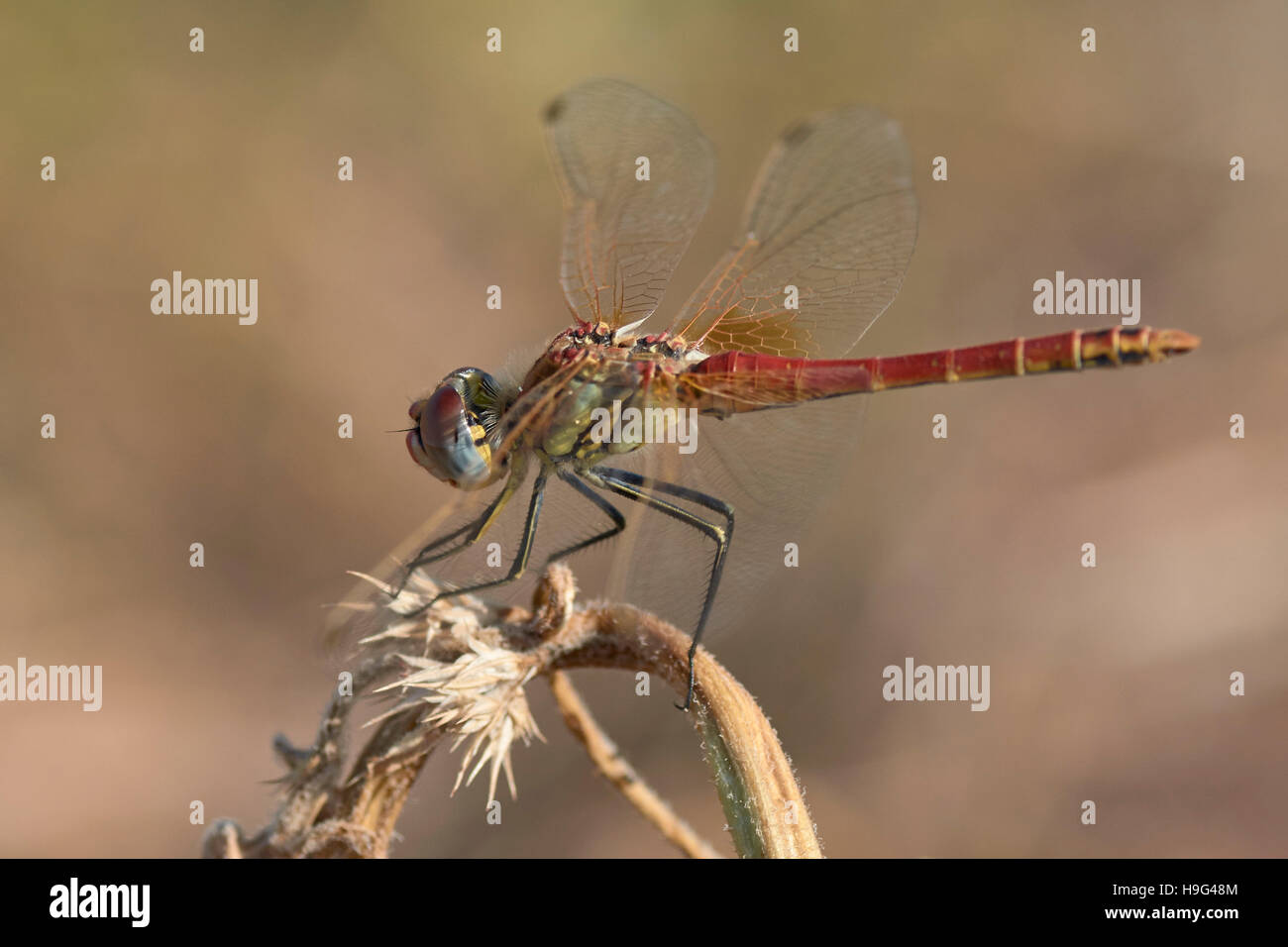 Male dragonfly. Sympetrum fonscolombii. Stock Photo